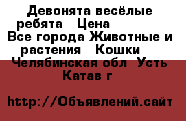 Девонята весёлые ребята › Цена ­ 25 000 - Все города Животные и растения » Кошки   . Челябинская обл.,Усть-Катав г.